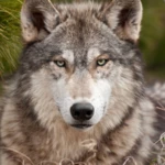 Logo of Wolf Live Wallpaper android Application 